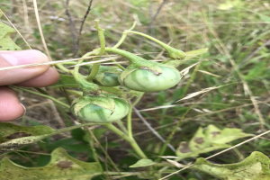 Eine Hand, die einen Bund grüner Tomaten h├Ąlt, die mit Mehltau infiziert sind, mit Pflanzen und Gras im Hintergrund.