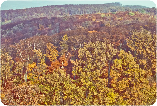 Kohlenstoffausgleich in ariden Gebieten wird nicht zum Kampf gegen den Klimawandel beitragen - Die Große Grüne Mauer zeigt warum?