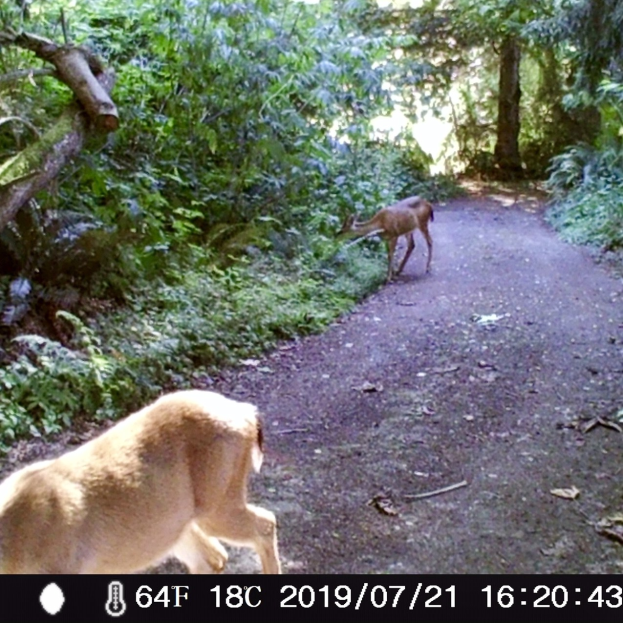 Ein Reh, das auf einem Schotterweg in einem bewaldeten Gebiet mit Bäumen und Pflanzen auf beiden Seiten läuft, mit Text unten.