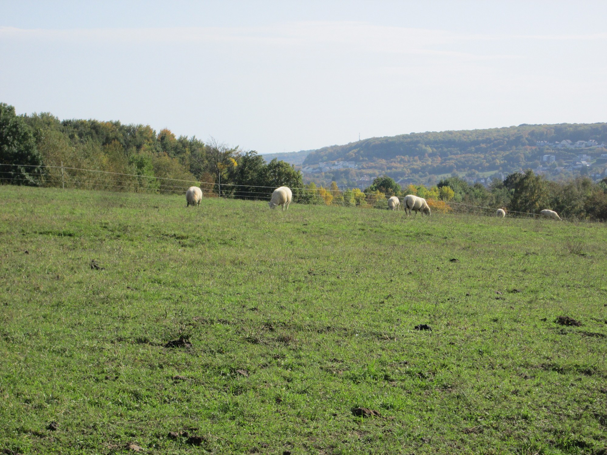 Schafe grasen auf einer eingezäunten, grünen Wiese mit Bäumen, Hügeln und einem klaren blauen Himmel im Hintergrund.
