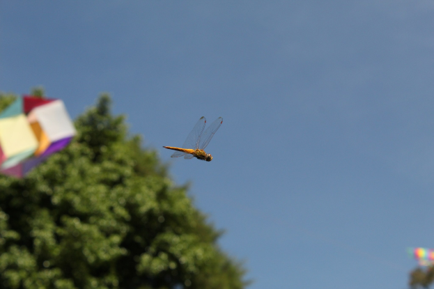 Ein Drachenflieger in der Luft mit einem Kite im Hintergrund vor einem klaren blauen Himmel und Bäumen.