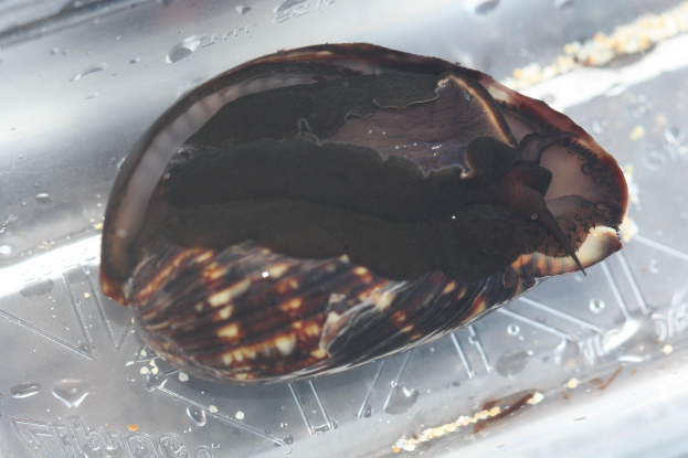 Nahaufnahme einer braunen und schwarzen Seeohrschnecke auf einem Plastikbehälter mit Wassertropfen.