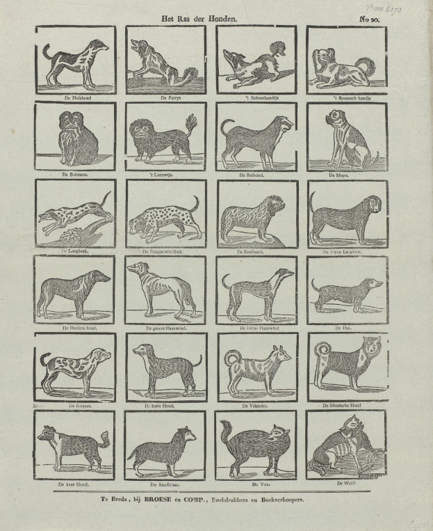 Ein offenes altes Buch mit verschiedenen Hundewelpen und begleitenden Textbeschreibungen.