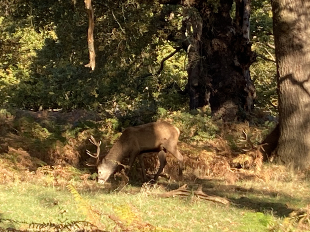 Ein Rothirschbock, der auf einer Waldlichtung mit grünem Gras und hohen Bäumen grast.