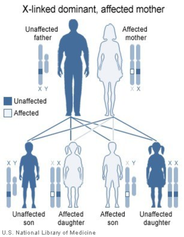 Ein Plakat mit einem Familienstammbaum-Diagramm, das eine X-chromosomal-dominante Bedingung zeigt, mit einer betroffenen Mutter und begleitendem Text.