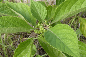 Nahaufnahme einer Pflanze mit leuchtend grünen Blättern, die fächerartig am Stamm angeordnet sind, und einigen hellgrünen Beeren, wahrscheinlich Efeu.